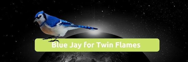 Blue Jay for twin flames
