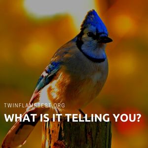 blue jay meaning for twin flames